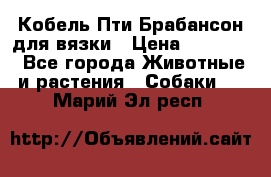 Кобель Пти Брабансон для вязки › Цена ­ 30 000 - Все города Животные и растения » Собаки   . Марий Эл респ.